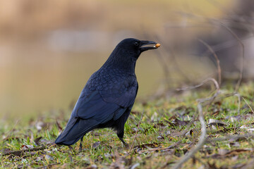 Kolkrabe mit einer Nuss im Schnabel