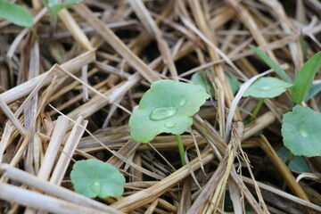 frog on leaf Centella asiatica
