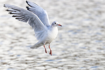 Lachmöwe im Flug