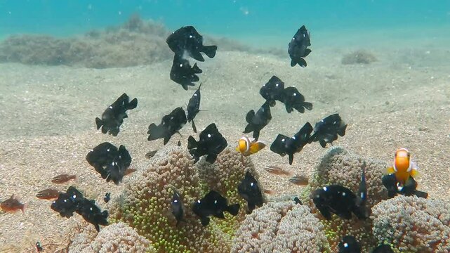 Tropical black fish and nemo clownfish swimming around anemone growing from the sandy bottom. Tropical sea, coral reef and underwater scuba diving. Snorkeling in the shallow salt water with wildlife.