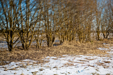 bare trees and melting snow