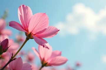 Delicate petals unfurl on a light sky background, , flowers
