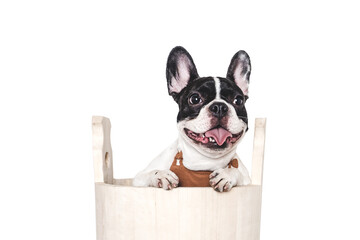 Cute puppy sitting in a big wooden barrel. Dog grooming. Close-up, indoors. Studio shot. Concept of...