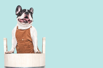 Cute puppy sitting in a big wooden barrel. Dog grooming. Close-up, indoors. Studio shot. Concept of...