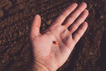Farmer maize grower holding red corn seed chemically treated with bird-repellent during sowing...
