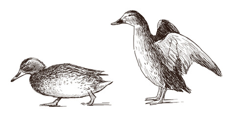 Sketch of two wild ducks walking, standing, side view, realistic hand drawn vector illustration isolated on white