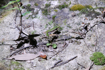 Green Tree Frog Camouflaged Among Rocks and Foliage