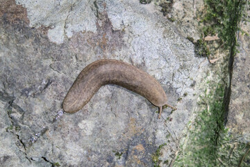 A Mantleslug on a Textured Rock