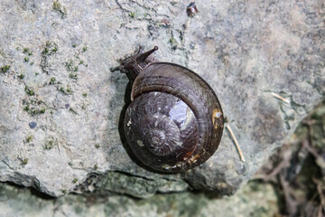 Close-Up of a Snail on a Rock Surface
