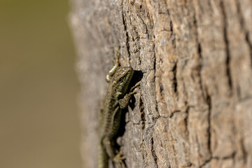 Common Wall Lizard (Podarcis muralis) - Native to Europe, thrives in rocky areas - Lisbon, Portugal