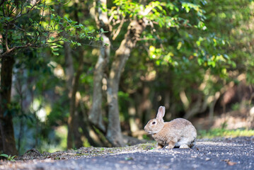 大久野島の野うさぎ