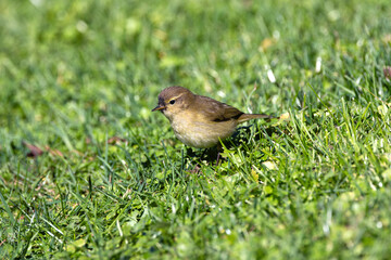 Common Chiffchaff (Phylloscopus collybita) - Found across Europe, Asia, and North Africa - Lisbon, Portugal