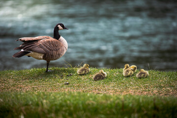 Canadian Goose with Goslings Toward Surprise Corner Viewpoint, Banff, Alberta, Canada