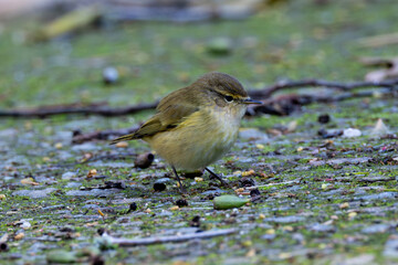 Common Chiffchaff (Phylloscopus collybita) - Found across Europe, Asia, and North Africa - Lisbon, Portugal