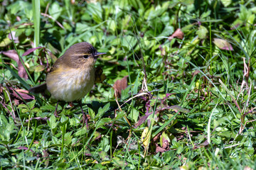 Common Chiffchaff (Phylloscopus collybita) - Found across Europe, Asia, and North Africa - Lisbon, Portugal