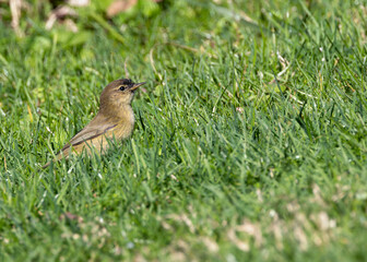 Common Chiffchaff (Phylloscopus collybita) - Found across Europe, Asia, and North Africa - Lisbon, Portugal
