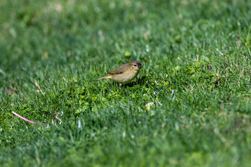 Common Chiffchaff (Phylloscopus collybita) - Found across Europe, Asia, and North Africa - Lisbon, Portugal