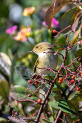 Common Chiffchaff (Phylloscopus collybita) - Found across Europe, Asia, and North Africa - Lisbon, Portugal