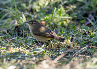 Common Chiffchaff (Phylloscopus collybita) - Found across Europe, Asia, and North Africa - Lisbon, Portugal