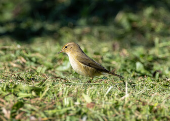 Common Chiffchaff (Phylloscopus collybita) - Found across Europe, Asia, and North Africa - Lisbon, Portugal