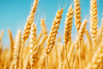 Golden wheat field with bright blue sky on a sunny day symbolizing nature and abundance