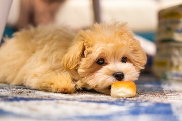 かわいいミックスの子犬