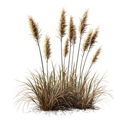 Pampas grass with delicate beige blades clustered on a transparent background