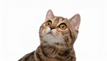 Obraz premium young cat scottish straight looking up