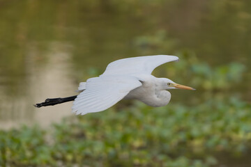 Eastern great egret - Ardea alba modesta in flight with spanned wings at green background. Photo from Wilpattu National Park in Sri Lanka. 