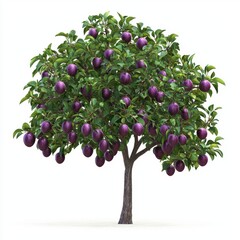 Plum tree isolated on white background