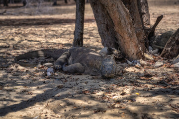 A vibrant and colorful Komodo Dragon rests comfortably under the cool shade of a leafy tree, surrounded by sandy terrain, showcasing its unique texture and stunning hues, Komodo Island, Indonesia
