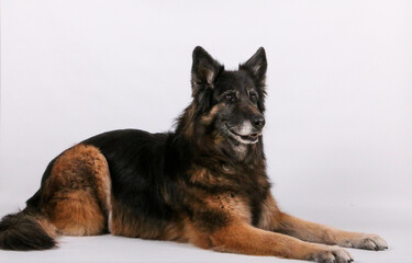 closeup of an old german shepherd lying in the white studio