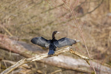 Zwergscharbe trocknet ihre Flügel