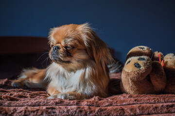 Dog in depression , concept of pet psychology and behavior 