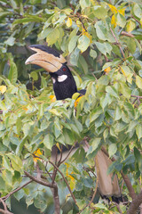 Malabar pied hornbill - Anthracoceros coronatus, lesser pied hornbill perched between green leaves...