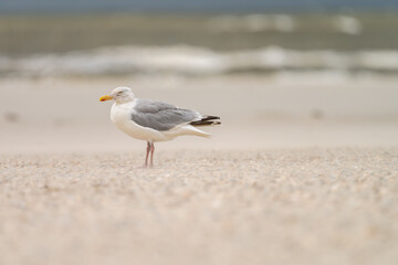 Silbermöwe am Strand mit Wellen im Hintergrund