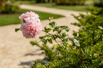 Pink roses in sunlight near a garden pathway. Light pink roses blooming in a park, bathed in warm sunlight, with a curving pathway in the background on a beautiful summer day.