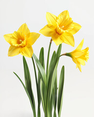 Bright yellow daffodils in a modern vase on a minimalist background with natural lighting