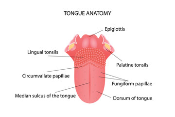 Anatomy of the structure of the human tongue. Vector illustration.