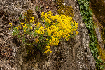 Small yellow wildflowers by a rock. A cluster of delicate yellow wildflowers blooming on the side of a rock, illuminated by sunlight on a bright spring day, adding charm to the rugged landscape.