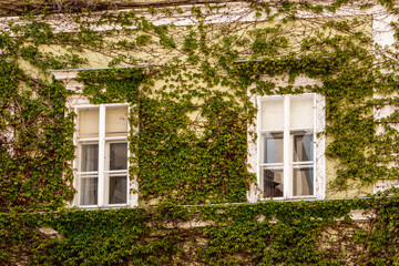 Green ivy-covered facade with two old windows in Mikulov. A charming building facade in Mikulov, Czech Republic, covered in lush green ivy with two vintage white-framed windows. 