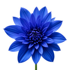 Blue flower isolated on white background, png with transparency 