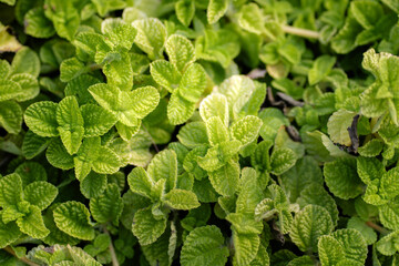 Nature of green leaf in garden at summer. Natural green leaves plants using as spring background cover page greenery environment ecology lime green wallpaper