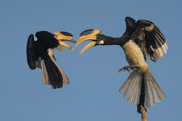 Fighting two Malabar pied hornbills - Anthracoceros coronatus, lesser pied hornbill isolated with spanned wings in with blue sky in background. Photo from Wilpattu National Park in Sri Lanka. 