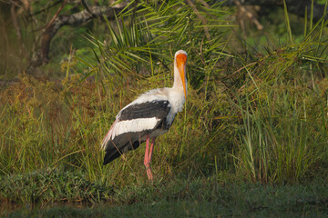 Painted stork - Mycteria leucocephala walking in ground in green grass at green background. Photo from Wilpattu National Park in Sri Lanka.
