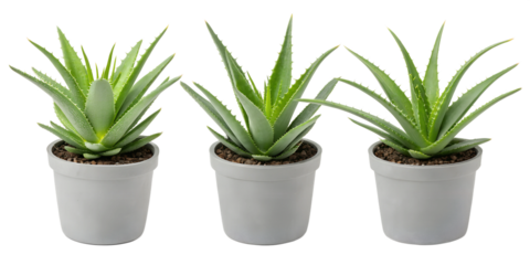 Aloe Vera Plant in Grey Pot with Three Style Variations for Home Decor, PNG Transparent