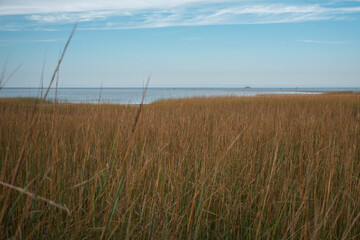Fototapeta premium Tall grass with an ocean view in the background, Cape Cod, USA.