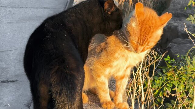 Black cat is sniffing or nuzzling orange cat which is looking forward. Warm sunlight highlighting the fur of both cats. A moment of interaction between two cats Behavior and contrast in their fur colo
