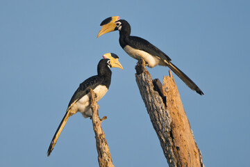 two Malabar pied hornbills - Anthracoceros coronatus, lesser pied hornbill perched isolated with blue sky in background. Photo from Wilpattu National Park in Sri Lanka. © PIOTR