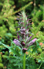 Closeup of a Spiny Bear's Breech bloom, Somerset, England
